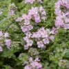 Elfin Creeping Thyme 2 Elfin Creeping Thyme -High Country Gardens creeping thyme elfin 1