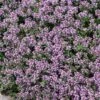 Quick Cover Collection 2 Quick Cover Collection -High Country Gardens creeping thyme pink chintz thymus cropped