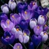 Blue Moon Dutch Crocus Mix -High Country Gardens crocus blue moon mix