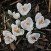 Soft Colors Garden Bulb Collection -High Country Gardens crocus vernus joan of arc cropped