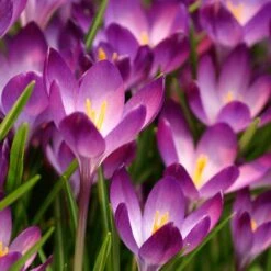 Tommasini's Ruby Giant Crocus -High Country Gardens crocus tommasinianus bulbs ruby giant 39150 1 web