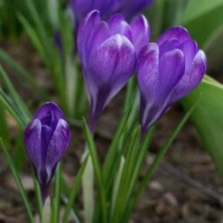 Tommasini's Ruby Giant Crocus -High Country Gardens crocus tommasinianus bulbs ruby giant 39150 3 web