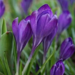Tommasini's Ruby Giant Crocus -High Country Gardens crocus tommasinianus bulbs ruby giant 39150 4 web