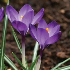 Tommasini's Ruby Giant Crocus -High Country Gardens crocus tommasinianus bulbs ruby giant 39150 5 web