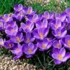 Remembrance Dutch Crocus 1 Remembrance Dutch Crocus -High Country Gardens crocusremembrance4 1