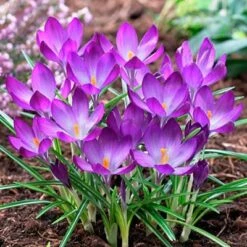 Tommasini's Ruby Giant Crocus -High Country Gardens crocusrubygiant1 1