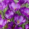 Tommasini's Ruby Giant Crocus 1 Tommasini's Ruby Giant Crocus -High Country Gardens crocusrubygiant 5