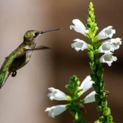 Crystal Peak White Obedient Plant -High Country Gardens crystal peak white obedient plan