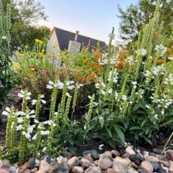 Crystal Peak White Obedient Plant -High Country Gardens crystal peak white pr