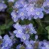 Crystal River® Veronica -High Country Gardens crystal river veronica