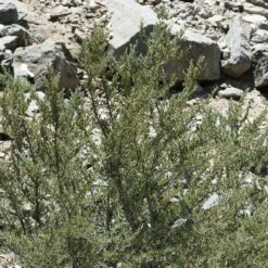 Curl Leaf Mountain Mahogany (Cercocarpus) -High Country Gardens curl leaf mountain mahogany 3