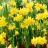 Jumbo Waterwise Garden Bulb Collection 2 Jumbo Waterwise Garden Bulb Collection -High Country Gardens daffodil tete a tete yellow 1
