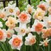 60 Days Of Daffodils Mix 2 60 Days Of Daffodils Mix -High Country Gardens daffodil mix web