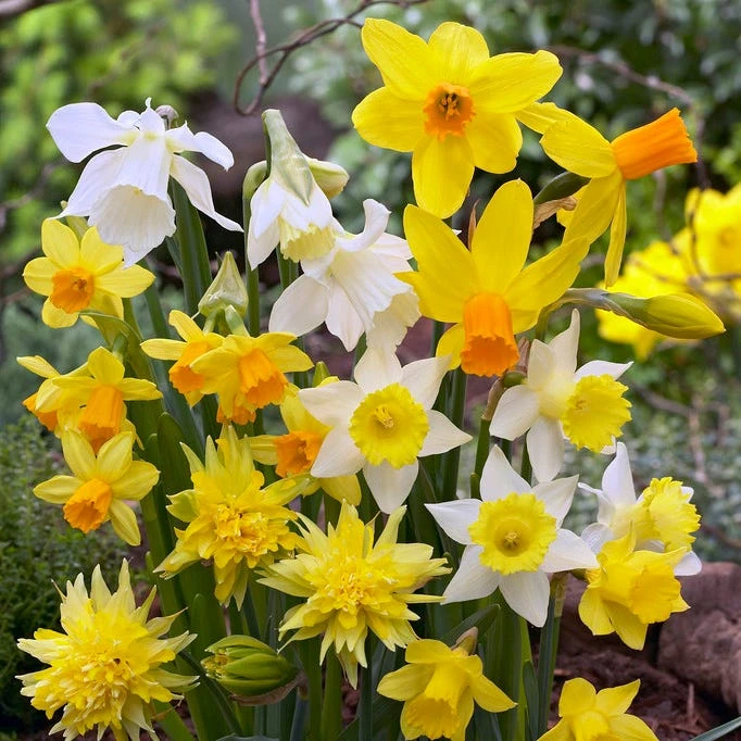 Rock Garden Daffodil Mix 3 Rock Garden Daffodil Mix