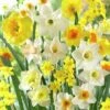 Fragrant Daffodil Mix 2 Fragrant Daffodil Mix -High Country Gardens daffodilfragrantmix