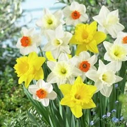 Large Cupped Daffodil Mix -High Country Gardens daffodillargecuppedmix5