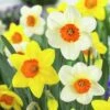 Large Cupped Daffodil Mix -High Country Gardens daffodillargecuppedmix6