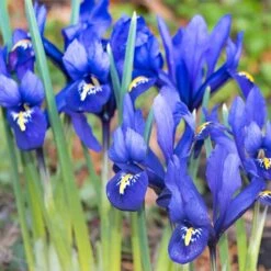 Rock Garden Bulb Collection 11 Rock Garden Bulb Collection -High Country Gardens dark blue specie iris mini