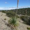 Common Sotol (Dasylirion) 1 Common Sotol (Dasylirion) -High Country Gardens dasylirion wheeleri near bingham 6200 elev 720x720 72 rgb