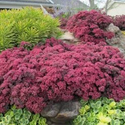 SunSparkler® Sedum Collection -High Country Gardens dazzleberry sq