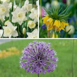 Deer & Rodent Resistant Bulb Collection 9 Deer & Rodent Resistant Bulb Collection -High Country Gardens deer and rodent resistant collection 3 3 23 10px