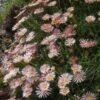 Succulent Groundcover Collection 1 Succulent Groundcover Collection -High Country Gardens delosperma alans apricot ice plant 3
