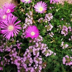 Pink Creeping Thyme -High Country Gardens delosperma cooperi and pink creeping thyme color corrected
