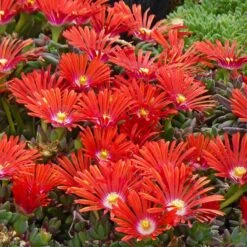 Drought Resistant Groundcover Collection 9 Drought Resistant Groundcover Collection -High Country Gardens delosperma dyeri red mountain flame rock garden