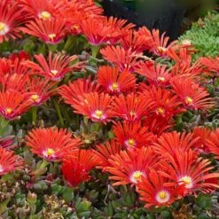 FireSmart Collection - Zone 1 -High Country Gardens delosperma dyeri red mountain flame 3