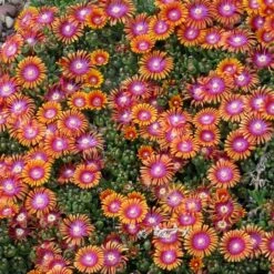 Plant Select® Waterwise Perennial Collection -High Country Gardens delosperma fire spinner cropped 2