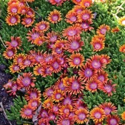 Fire Spinner® Ice Plant 11 Fire Spinner® Ice Plant -High Country Gardens delosperma firespinner groundcover