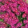 Granita® Raspberry Ice Plant 1 Granita® Raspberry Ice Plant -High Country Gardens delosperma granita raspberry