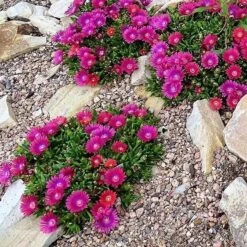 Granita® Raspberry Ice Plant -High Country Gardens delosperma granita raspberry group of plants rock garden