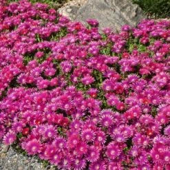 Granita® Raspberry Ice Plant -High Country Gardens delosperma granita raspberry iceplant