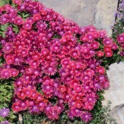 Granita® Raspberry Ice Plant -High Country Gardens delosperma granita raspberry john stireman