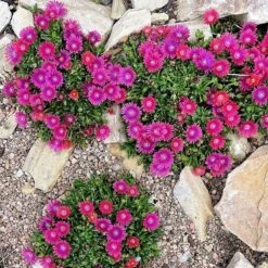 Granita® Raspberry Ice Plant -High Country Gardens delosperma granita raspberry whole plant
