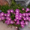 TABLE MOUNTAIN® Ice Plant 2 TABLE MOUNTAIN® Ice Plant -High Country Gardens delosperma john proffitt