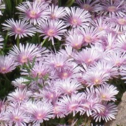 Lavender Ice Ice Plant 7 Lavender Ice Ice Plant -High Country Gardens delosperma lavender mist closeup cropped