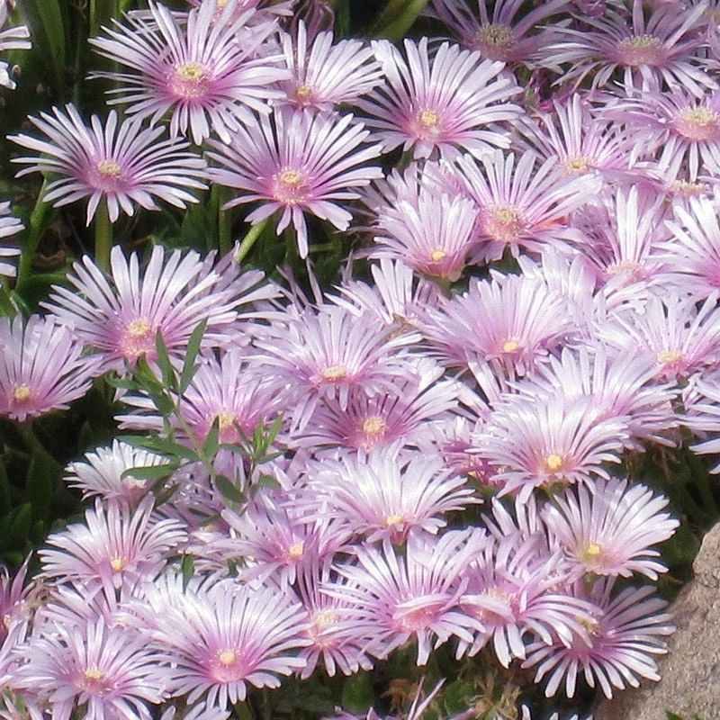 Lavender Ice Ice Plant 5 Lavender Ice Ice Plant - Image 3