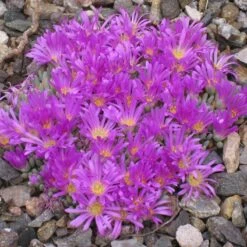 Tufted Ice Plant 11 Tufted Ice Plant -High Country Gardens delosperma sphalmanthoides rock garden
