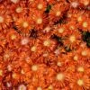 Granita® Orange Ice Plant 2 Granita® Orange Ice Plant -High Country Gardens delosperma granita orange