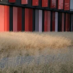 Gold Dew Tufted Hair Grass 7 Gold Dew Tufted Hair Grass -High Country Gardens deschampsia cespitosa goldtau hoffman cropped 1 2