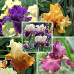 Desert Sky Bearded Iris Collection -High Country Gardens desert sky bearded iris collection fy26