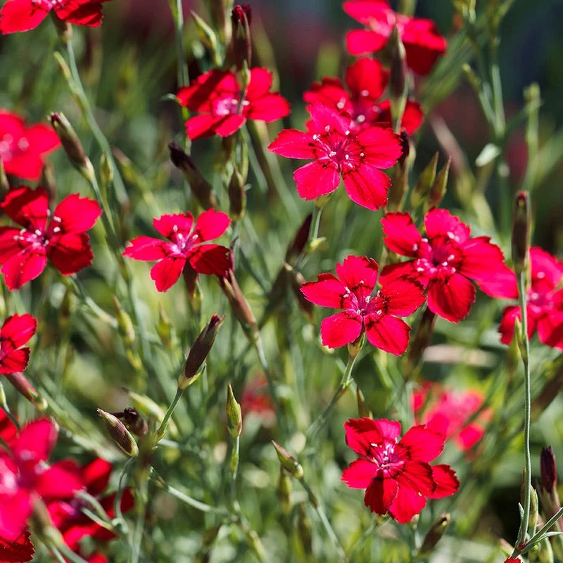 Flashing Lights Dianthus 3 Flashing Lights Dianthus