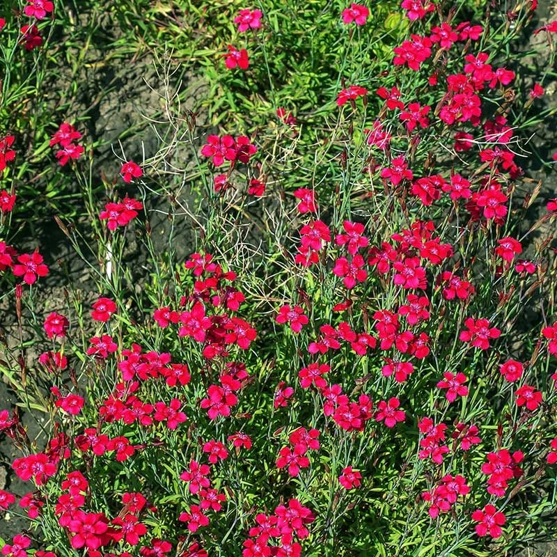 Flashing Lights Dianthus 4 Flashing Lights Dianthus - Image 2