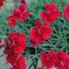Star Single™ Fire Star Dianthus 1 Star Single™ Fire Star Dianthus -High Country Gardens dianthus fire star credit planthaven 1