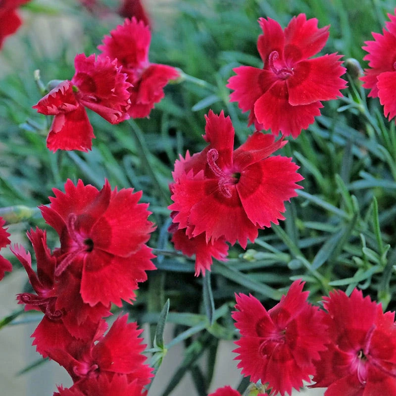 Star Single™ Fire Star Dianthus 3 Star Single™ Fire Star Dianthus