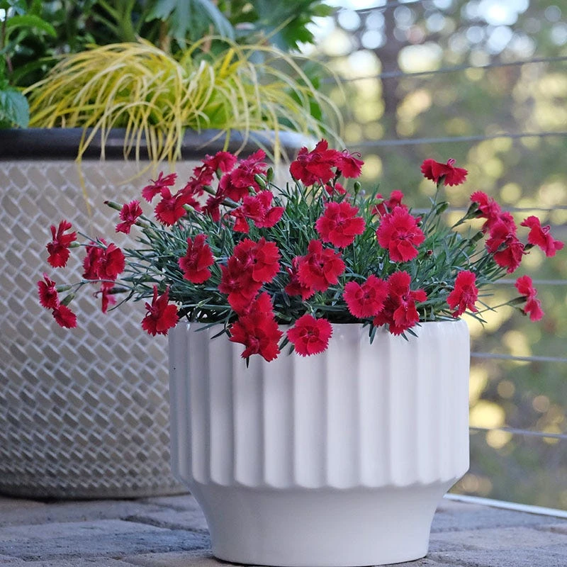 Star Single™ Fire Star Dianthus 4 Star Single™ Fire Star Dianthus - Image 2