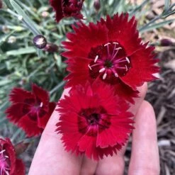Star Single™ Fire Star Dianthus 7 Star Single™ Fire Star Dianthus -High Country Gardens dianthus fire star credit planthaven 3