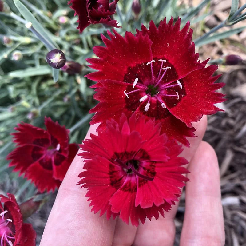 Star Single™ Fire Star Dianthus 5 Star Single™ Fire Star Dianthus - Image 3